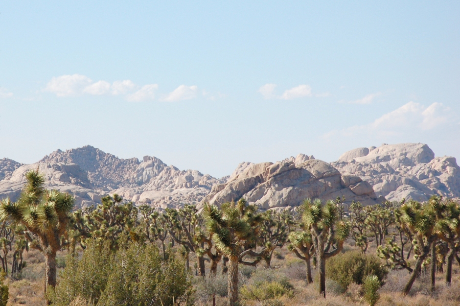 USA, Californie, Joshua Tree